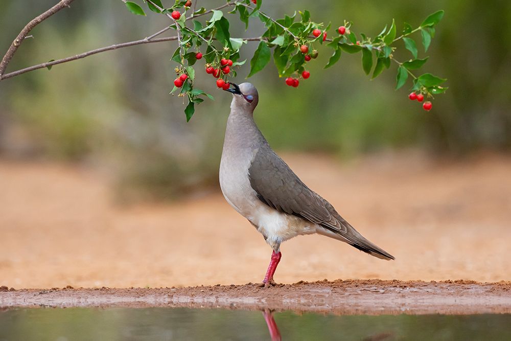 White-tipped Dove-Leptotila verreauxi-feeding on Manzanita fruits